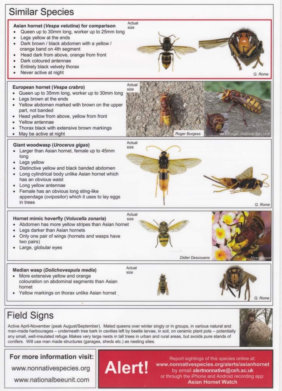 Asian Hornet Awareness