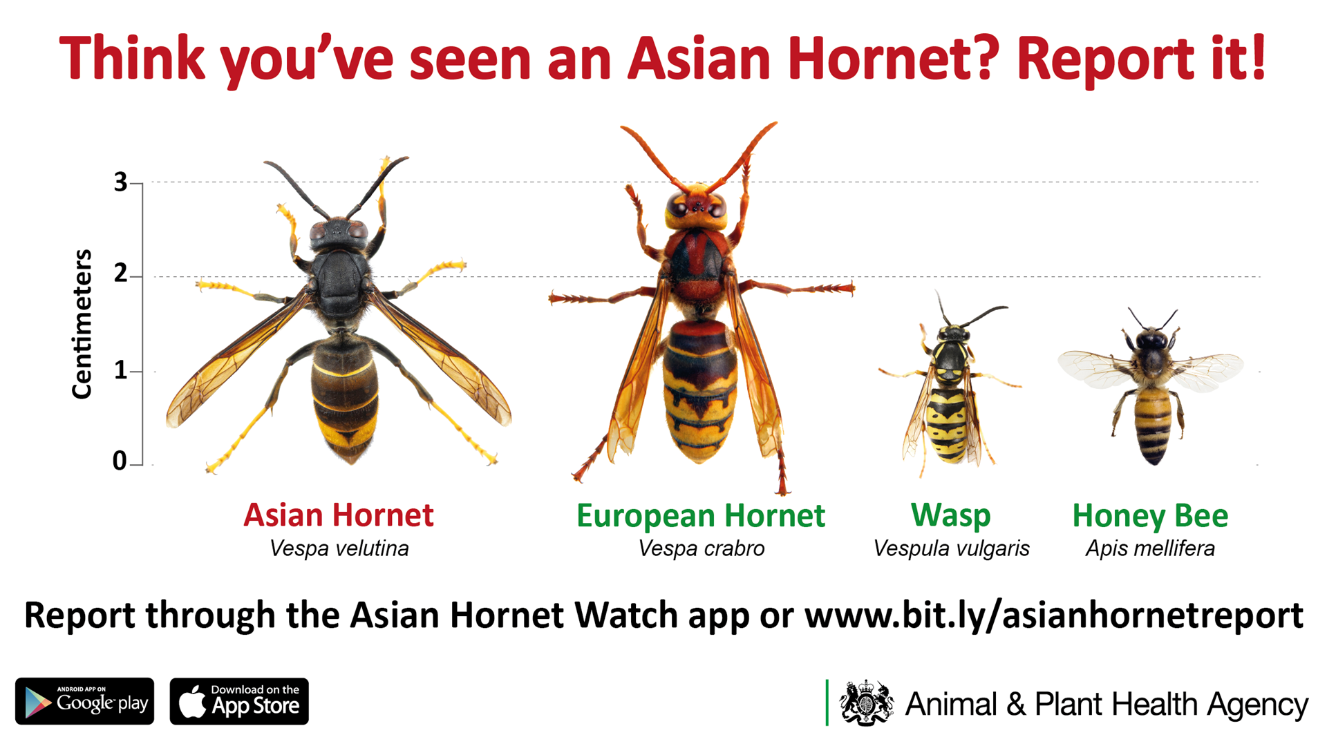 Asian Hornet Awareness