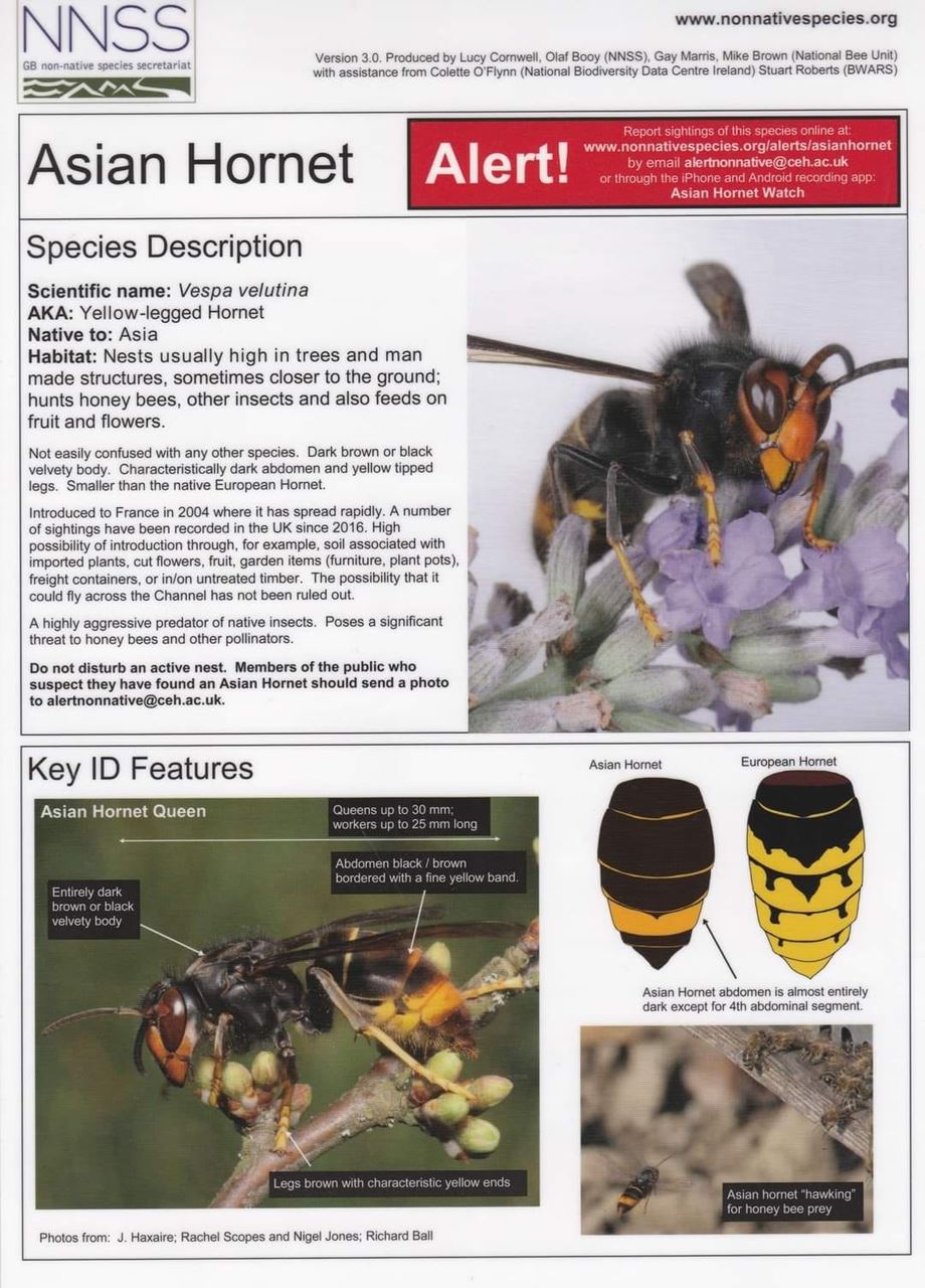 Asian Hornet Awareness